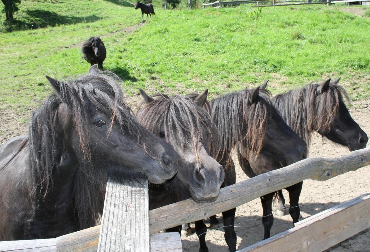 Rezydencja Leśny Dwór Piwniczna-Zdroj Exterior foto